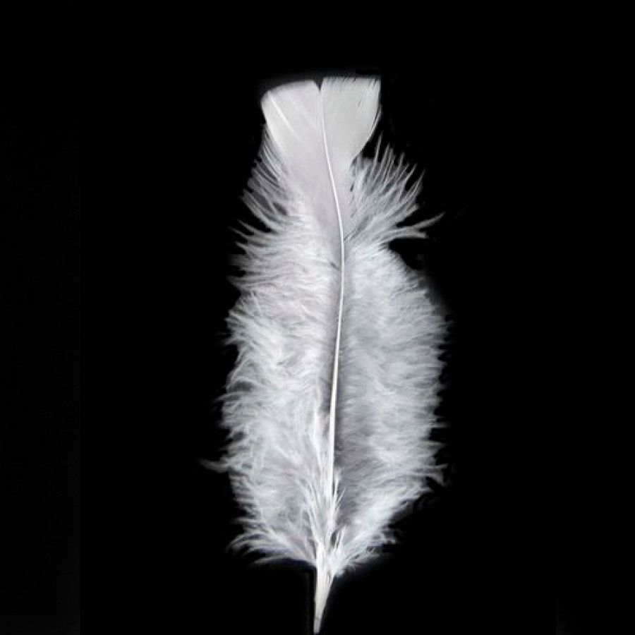 O Que Significa Sonhar Com Pena De Galinha PENA DE GALINHA 12UN BRANCO - Adereços para Festa | Lojas Linna